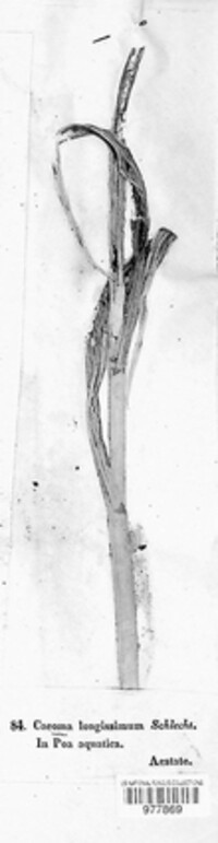 Ustilago filiformis image